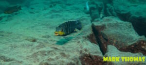 Petrotilapia genalutea 'Makokola'